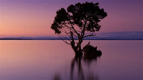 Desktop Wallpaper Violet Sunset Tree Silhouette Art Hd Image