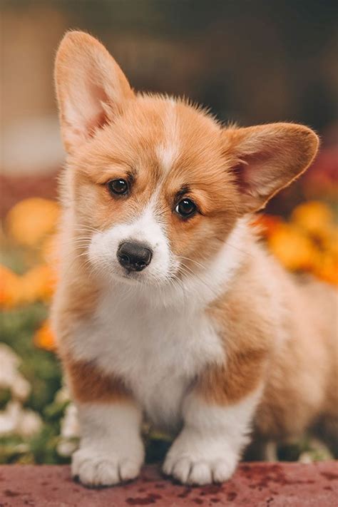 A Cute Corgi Pembroke Puppy 8 Other Animals Pictures To Get You In