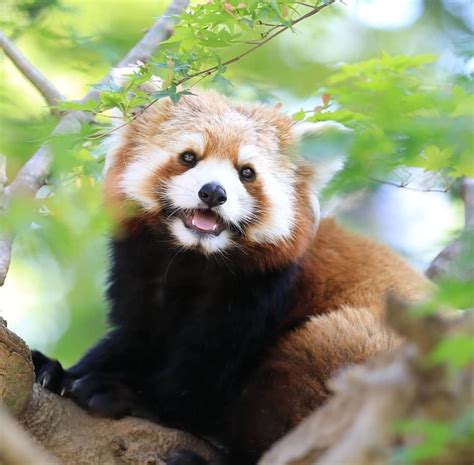 Please Follow Iloveredpandas Im A Happy Little Panda Redpanda