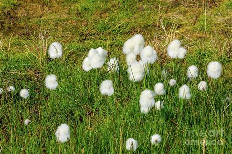 Arctic Cotton Grass Eriophorum Callithrix Photograph By Photostock