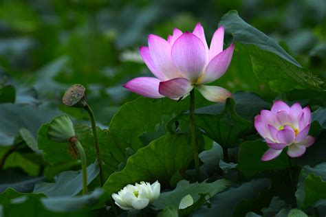 Pink And White Lotus Flowers Hd Wallpaper Background