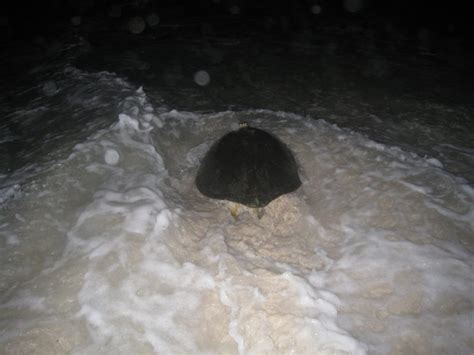Satellite Tracking Sea Turtle Conservation Bonaire