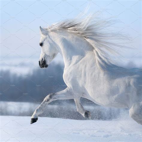 Beautiful White Horses Running