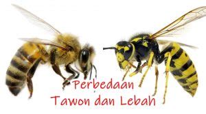 Jangan Salah Inilah Perbedaan Tawon Dan Lebah Apaja Id