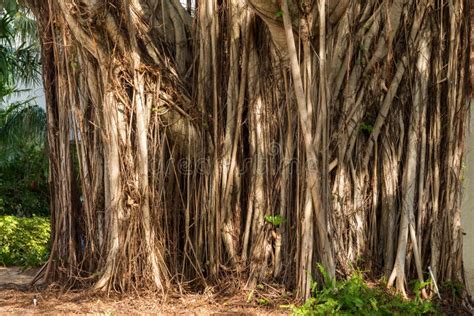 Roots Of A Banyan Tree Stock Image Image Of Large Trunk 109712791