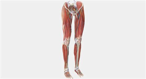 3d Legs Anatomy Cgtrader