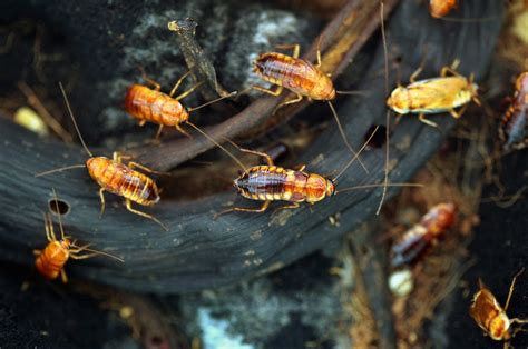 5 Fascinating Facts About Cockroaches Houseman Pest