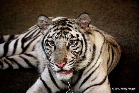 Whitesiberian The White Siberian Tigerwhite Tigers Are A Flickr