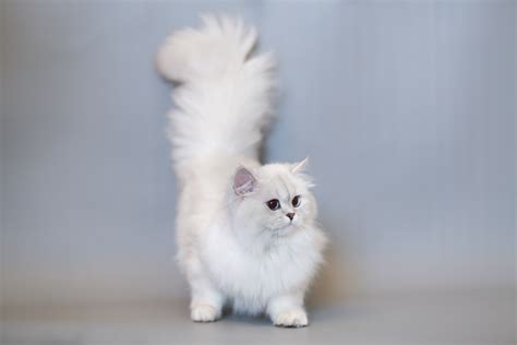 According to breeders, british longhairs are quite calm and easy going. British Longhair Cat For Sale Usa