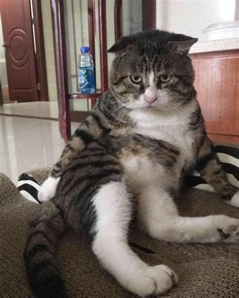 Super Expressive Cat Is Going Viral For Its Hilariously Dramatic Reactions