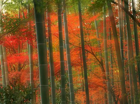 Bamboo Forest Arashiyama Park Kyoto Japan 4 Fun Blog