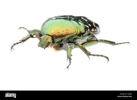 Green Flower Beetle Stock Photo Alamy