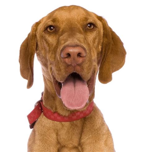 The vizslas' drive and desire to please, make these dogs an outstanding hunting companion and a wonderful family pet. Vizsla Dogs | Vizsla puppies for sale, Vizsla puppies, Vizsla