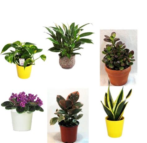 Best Plants For The Office Popsugar Smart Living