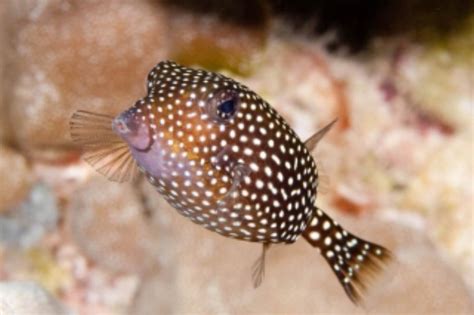 Spotted Boxfish Information and Picture | Sea Animals