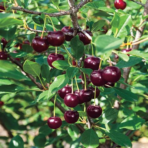 I would ask those who want a cherry tree why they think they want to start it from seed. Gurney's 4 in. Pot Juliet Dwarf Bush Cherry Prunus, Live ...