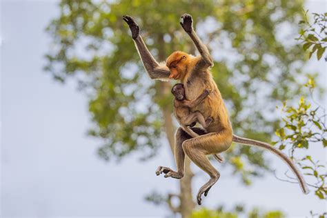 Leaping Proboscis Monkey Francis J Taylor Photography