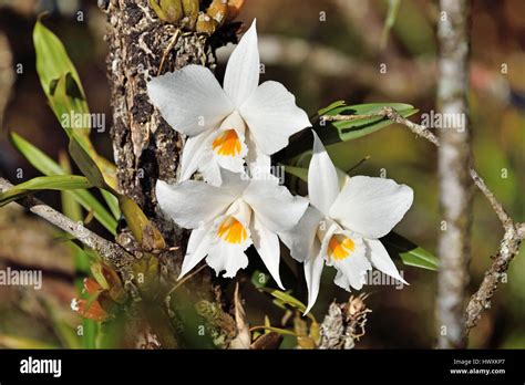 Dendrobium Orchids In The Wild Orchid Flowers
