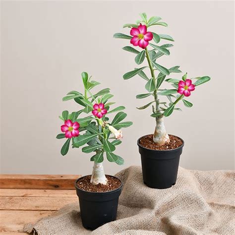Buy Set Of 2 Bonsai Looking Grafted Adenium Plants Online Largest