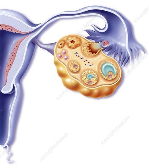 Ovarian Cycle Illustration Stock Image C0044803 Science Photo
