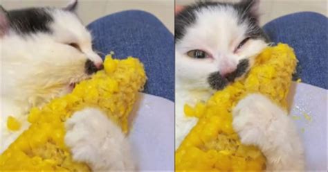 Funny Cat Cannot Stop Eating Corn On The Cob Cute Videos