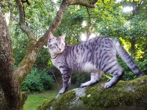 Find a Lost Outdoor-Access Cat - Lost Pet Research and Recovery