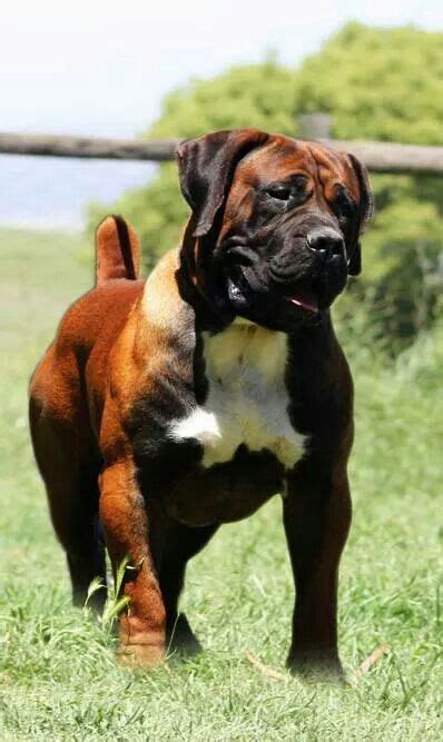 Since then the black boerboel was accepted and the numbers of black boerboels have now increased to the point where the danger of losing the black dog is no more a threat. The 25+ best South african boerboel ideas on Pinterest ...