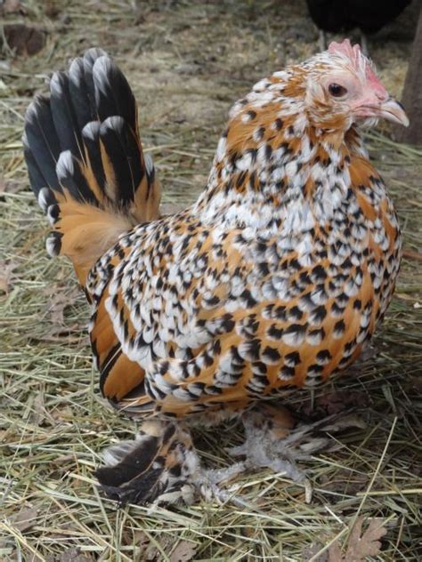Chickens Chicken Breeds Hens And Chicks Hobby Farms Chickens Coqs