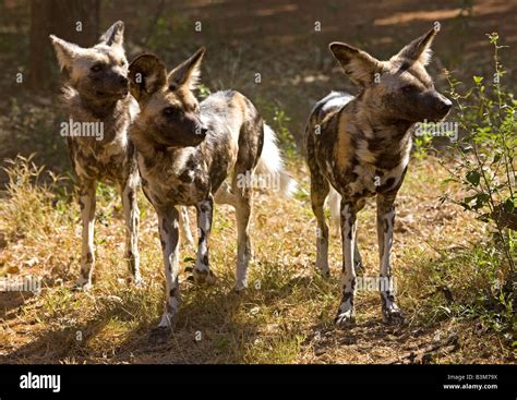 Pack Of African Wild Dogs Lycaon Pictus Once Also Known As Cape