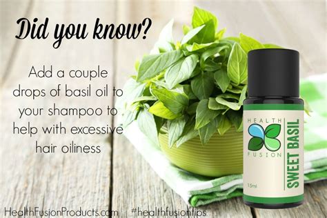 Essential oils website taruna oils recommends combining peppermint and basil oils to stimulant hair growth and encourage healthy hair. Use sweet basil oil to reduce excessive hair oiliness ...