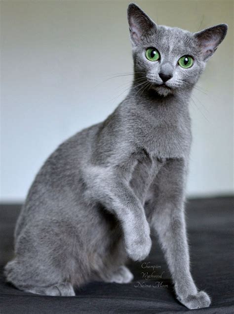 Wychwood Russian Blue Cat Naima Moon Our Beautiful Princess With The