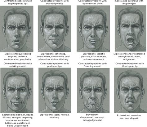 Anatomy Of Facial Expressions Anatomical Charts And Posters