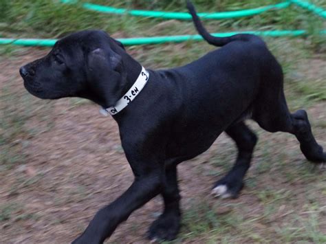 Get the puppy of your dreams. Great Dane For Sale by BREEDERS OF QUALITY EUROPEAN AND ...