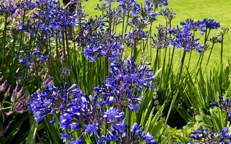 Fleur Bleue La Liste Des 30 Plus Belles Pour Votre Jardin Printemps