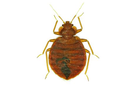 Get it as soon as tue, jun 8. Bed Bugs | Pest Control Services in London | Vermikil