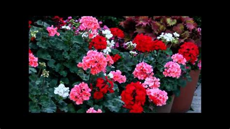 Pink Red And White Geraniums Youtube