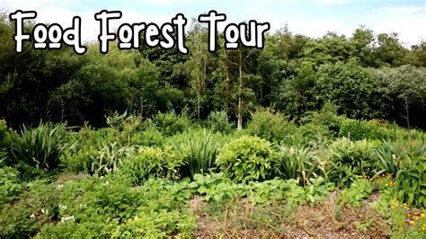 Food Forest Tour Uk Zone 9a Temperate Climate Forest Garden Youtube