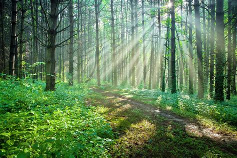 Sunbeams Filtering Through Trees On A Photograph By Drnadig Pixels