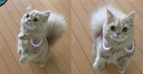 But, if the tail is pressed to the cat's stomach for a long period of time, then there. This 'Napoleon' Cat Has A Tail As Fluffy As A Squirrel ...