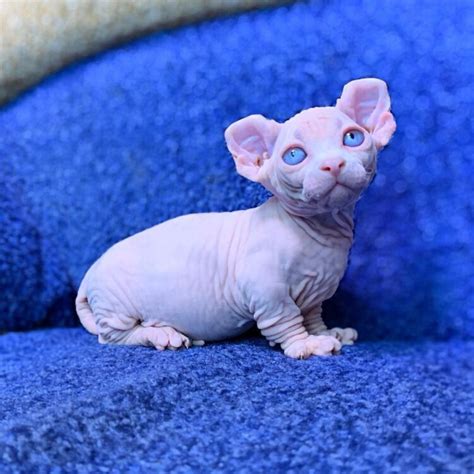 Types Of Hairless Cat Archives Paradise Kittens