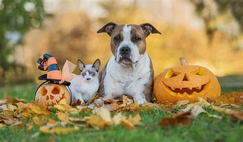 Helping Your Pets Cope With Spooky Season My Happy Pets