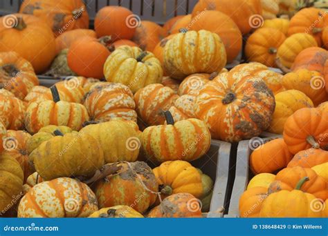 Pumpkins For Sale At A Farm Stock Image Image Of Healthy Choice