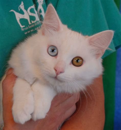 If you live in new york city and are hoping to adopt from us, check out the cats available at our adoption center. Powder Puff and her "Snow-White Kittens" debuting for ...