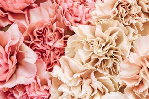 A Close Up Of Pink Carnation · Free Stock Photo