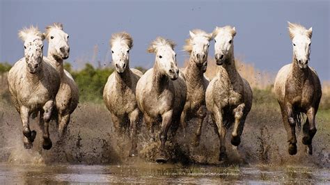 Galloping White Horses Hd Wallpapers For Laptop Widescreen