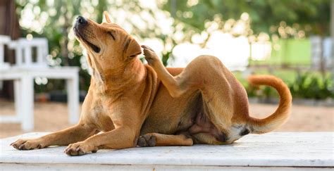 Signs Of Heat Rash On A Dog And How Cbd Can Help Soothe Skin Issues