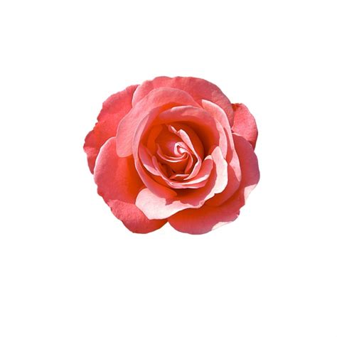 Rose Isolated Free Stock Photo Public Domain Pictures