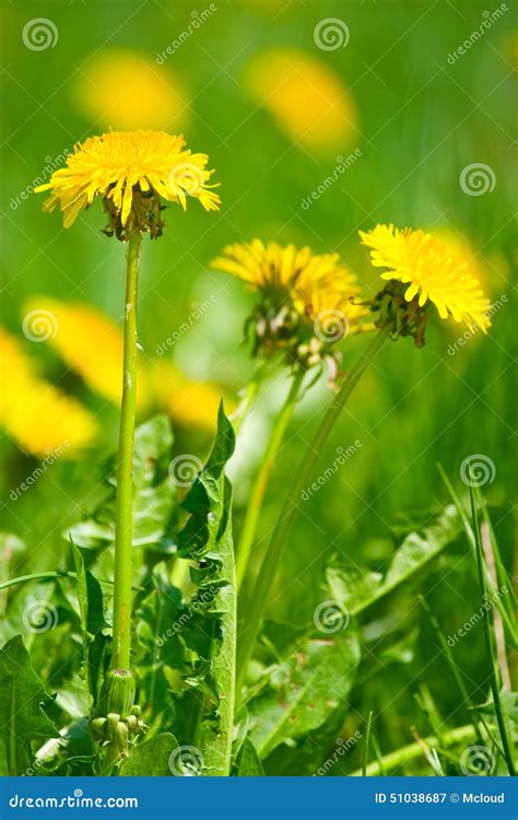 Żółty Dandelion Kwitnie Z Liśćmi W Zielonej Trawie Wiosny Fotografia