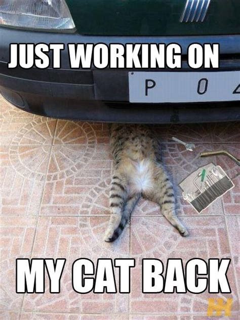 Cat Memes Funny Cats Cat Mechanic Cats Funny Animal Pictures Cute Cats