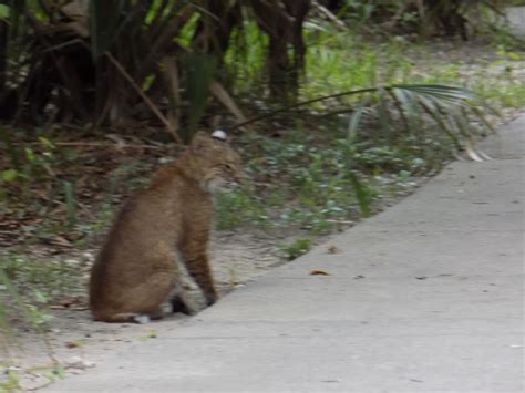 Kiawah Island Wildlife Kenzie Blogs Life